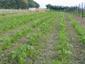 まいん農園の黒豆畑