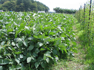 まいん農園の黒豆畑